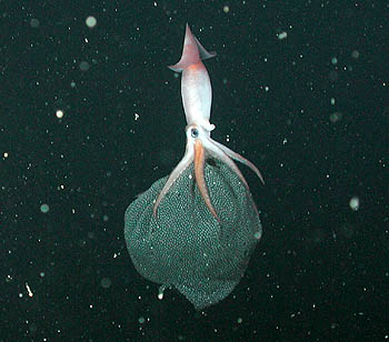 https://www.mbari.org/wp-content/uploads/2016/01/brooding-squid2-350.jpg