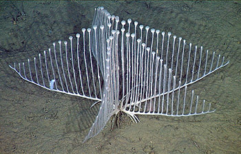 Carnivorous Ping-Pong Tree Sponge   Chondrocladia-350