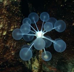 Carnivorous Ping-Pong Tree Sponge   Pingpong-250