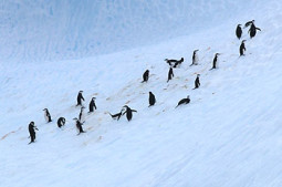 In addition to harboring penguins such as these, drifting icebergs also attract open-ocean seabirds that feed on smaller animals congregating around the giant slabs of ice in the Weddell Sea off Antarctica.