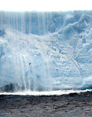 Ken Smith's team observed that several types of open-ocean birds, including these Cape Petrels, were more abundant around drifting icebergs than in the rest of the Weddell Sea.