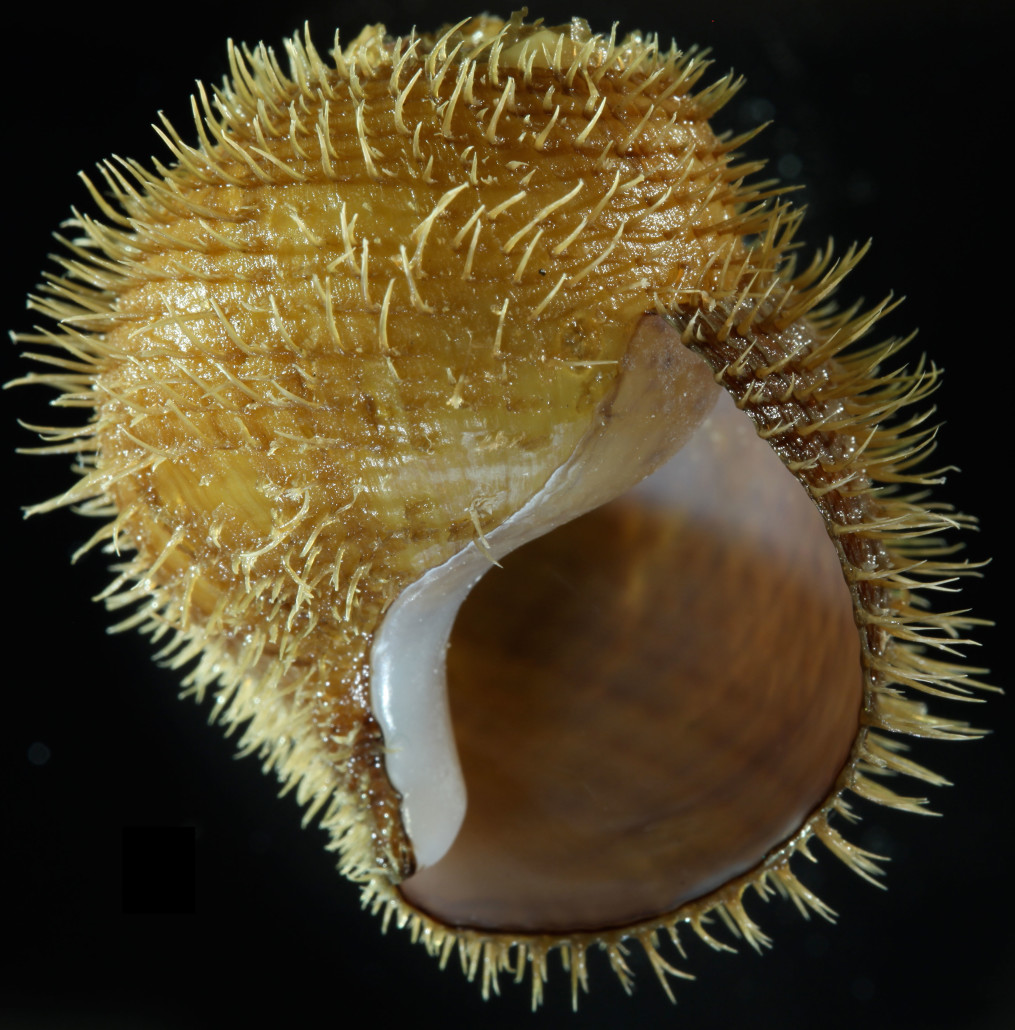 For example, molecular analyses conducted by Shannon Johnson identified five new species of Alviniconcha snails living at hydrothermal vents in the Indian and western Pacific Ocean. The hairy