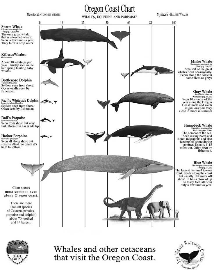 Grey Whale Size Chart