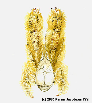 This drawing shows the Yeti crab that was collected by scientists on the Pacific-Antarctic ridge. The drawing was created by scientific illustrator Karen Jacobson, who worked with the scientists on board the research ship Atlantis. Image: (c) 2005 Karen Jacobsen ISSI