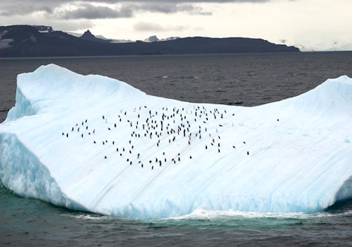 Iceberg with chinstrap and gentoo penguins; King George Island is in the background. Photo by Debbie Meyer.