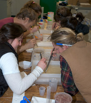 A team of sorters process samples from the MOCNESS. On the left side of the table is Dani Garcia, Larry Lovell, and Amanda Kahn. On the right side of the table is Mike Fox, Vivian Peng, and Jake Ellena. Photo by Debbie Nail Meyer.