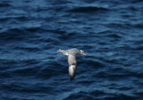 An Antarctic Fulmar is captured in action as it flies past the ship. Photo by Kim Reisenbichler.