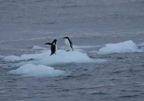 Adele penguins catch a ride on a chunk of ice floating nearby. Photo by Debbie Nail Meyer.