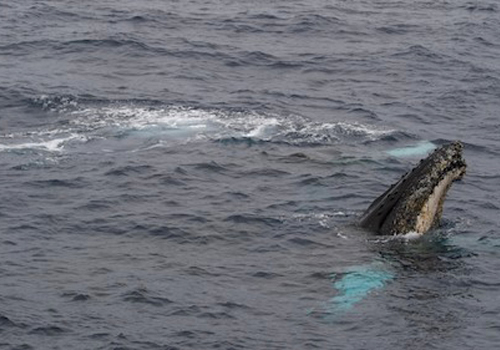 A humpback whale pokes its head above the waterline to view its surroundings, a behavior called spy-hopping. Photo by Ethan Norris.