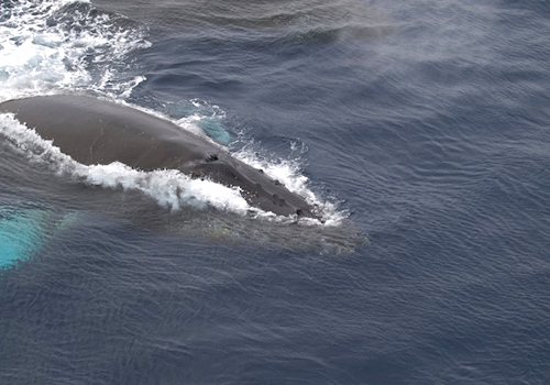 A humpback whale swims near the RVIB Nathaniel B. Palmer in the central Weddell Sea. Photo by Ethan Norris.