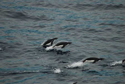 The Palmer treats all wastewater before returning it to the environment, preserving water quality for wildlife like these Adelie penguins. Photo by Johnny Pierce.
