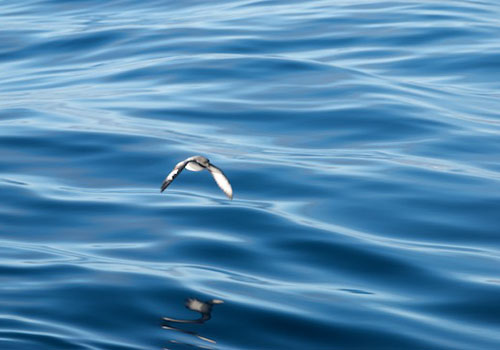 Seawater from directly outside of the ship is converted to freshwater for our needs. Above, a Cape Petrel is reflected in the Weddell Sea's glassy surface during an fleeting moment of calm from both swells and wind. Photo by Debbie Nail Meyer.