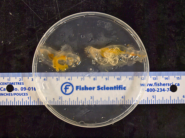 Female (left) and male (right) sea cucumbers, probably of the species Peniagone diaphana, were found to make up the large aggregations spotted while ROV Doc Ricketts surveyed the seafloor at Station M. Photo: Carola Buchner.
