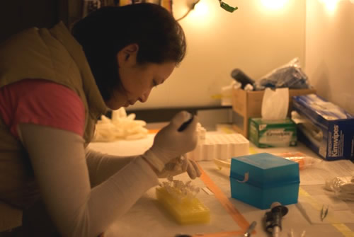 Vivian Peng adds fluorescent substrates to bacterioplankton samples in an experiment that measures cellular enzymatic activity. Photo by Debbie Nail Meyer.