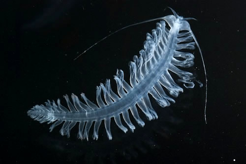 A tomopterid worm collected in a MOCNESS net trawl. Photo by Debbie Nail Meyer.