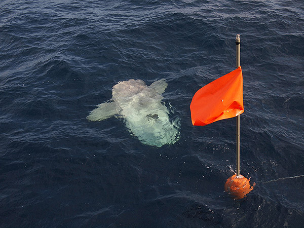 A spar buoy floats like a beacon to those searching for it on the Western Flyer, since it indicates that the sediment traps and tripod are on the surface. Another set of eyes, those of a Mola mola, or ocean sunfish, spotted this spar buoy with the floatation and instrumentation below. Photo: Carola Buchner.