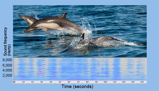 Photo of dolphins and spectrogram of dolphin calls