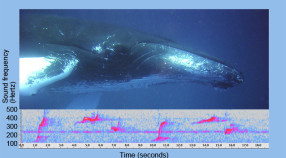Humpback whale photo and spectrograms of whale calls
