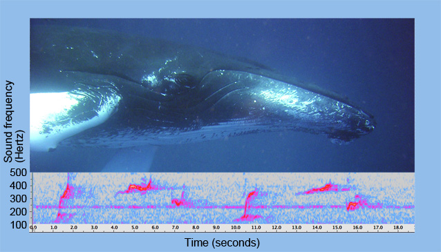 Humpback whale photo and spectrograms of whale calls