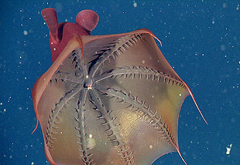 This frame grab from video taken by one of MBARI's ROVs shows a vampire squid with its web open, revealing a bit of marine snow in its mouth (the white spot at center of arms). Other bits of marine snow appear as white specks in the water around the animal. The soft, finger-like projections on the animal's arms (cirri) may help the animal transfer food to its mouth. Image: © 2011 MBARI