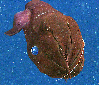 This close up view shows a vampire squid using its arms to scrape food off of one of its filaments. Image: © 2008 MBARI