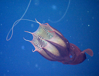 This frame grab from an underwater video shows a vampire squid in a typical feeding position, drifting horizontally in the deep sea with one of its filaments extended. Image: © 2011 MBARI