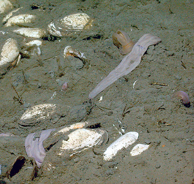 MBARI's remotely operated vehicle photographed this Xenoturbella monstroa worm (about 20 cm long) about 2,900 meters below the surface, near a methane seep in Monterey Canyon.