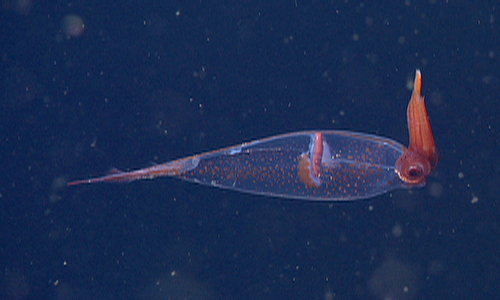 Cockatoo squid. (Taonius) 