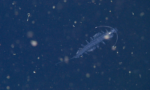 Tomopteris worm.