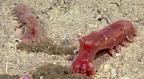 Two sea cuccumbers feeding at Station M