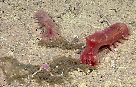 Two sea cuccumbers feeding at Station M