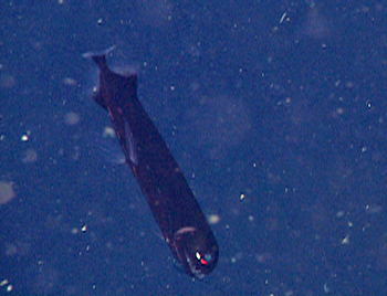 The red photophore is visible under the eye of this Arististomias scintillans.