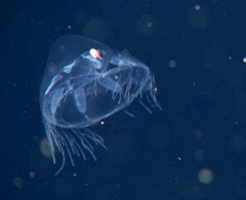 The orange dot on the jelly Haliscera conica is a parasitic amphipod. We collected this jelly and its stowaway and found that it had eaten a large hole from the jelly's bell.