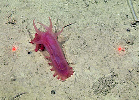 Close up view of a Peniagone sea cucumber at Station M. The red dots, about 29 cm (1 foot) apart, are used to estimate the sizes of animals. Image: (c) 2011 MBARI