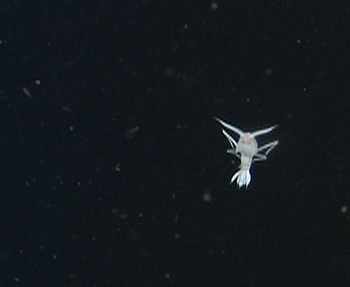 Large specimen of the amphipod Scina sp.