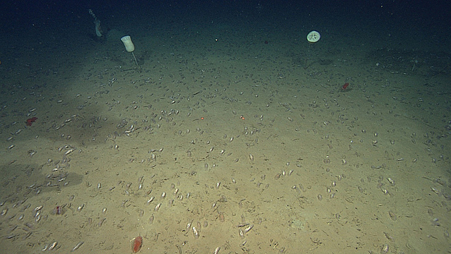 Wide shot of sea cucumbers at Station M