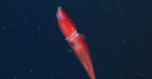 Cockeyed squid (Histioteuthis heteropsis).