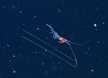 The shrimp, Sergistes similis swimming in front of our camera.