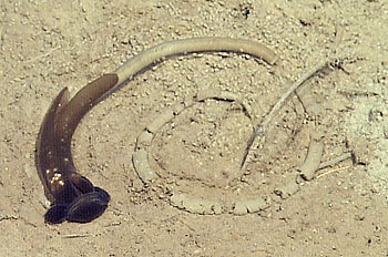 This 15-centimeter (6-inch) long acorn worm (Tergivelum baldwinae) is one of only four species of acorn worms known to science before the publication of the recent paper. Like many deep-sea acorn worms, this animal crawls over the surface of of the mud, ingesting sediment, and leaving behind a sinuous 