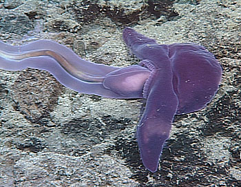 This large, purple acorn worm can grow to over 30 centimeters (1 foot) long, and was videotaped about 3,000 meters below the surface near the Hawaiian islands. It uses its large, fleshy 