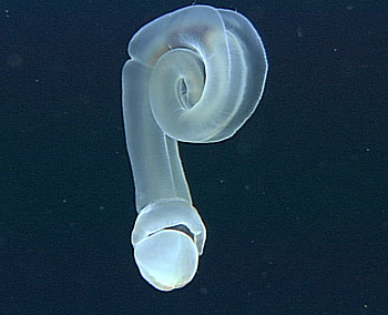 This photo shows a new species of acorn worm that was discovered drifting in Monterey Canyon, about 3,500 meters below the ocean surface and more than a dozen meters above the seafloor. The animal has coiled its body in a spiral, a posture observed in other small, drifting deep-sea animals. Image: ©: 2003 MBARI.