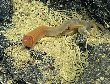 This orange acorn worm was photographed on Taney Seamount, off the coast of Northern California, at a depth of about 3,000 meters. Image: © 2010 MBARI.