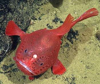 The deep-sea angler fish <span class=