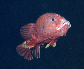 The deep-sea angler fish Chaunacops coloratus was videotaped swimming near the Taney Seamounts, off the Central California Coast, at a depth of about 2,600 meters by MBARI's ROV Doc Ricketts (ROV dive D-175).