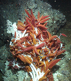 Tiburon Dive# 528 Lat= 27.00713158 Lon= -111.40825653 Depth= 2007.6 m Temp= 2.909 C Sal= 34.383 PSU Oxy= 0.60 ml/l Xmiss= 82.4% Source= digitalImages/Tiburon/2003/tibr528/DSCN0124.JPG Epoch seconds= 1047005774 Beta timecode= 02:02:20:28