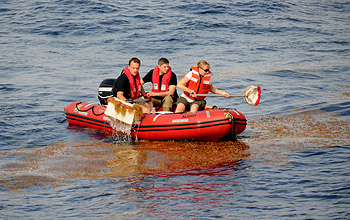 Scientist Susan Von Thun scoops Sargassum samples.