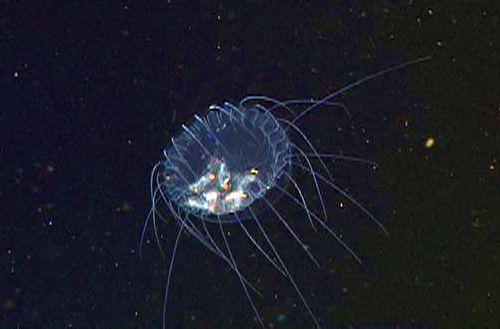 This medusa, Solmissus incisa, has just eaten a salp chain—or, wait, maybe it's only a bag of Halloween candy.
