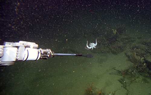The ROV pilots use the spatulator to nudge this benthic octopus up into the water column.