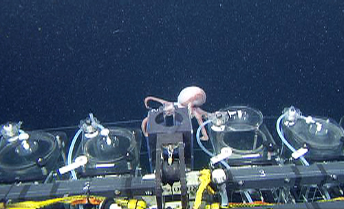 The octopus Graneledone boreopacifica strolled across the top of our samplers.