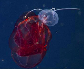 Aegina medusa feeds on a lobate ctenophore.